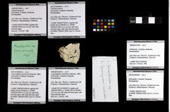 Foto (Objekt + Etiketten) von Cracensigillatus acutirostrus (Moericke, 1889) 